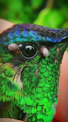 two very small and annoying ticks removed this time from this hummingbird #hummingbird #tick #rescue #bird #nature