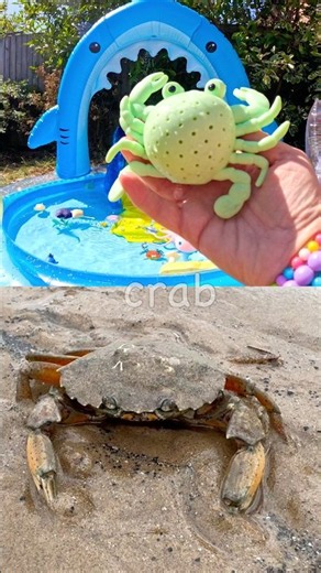 Fun Toys | Sea Animal Names for Kids to Learn at the Shark Pool: Whale Shark Saw Shark Fish Crab
