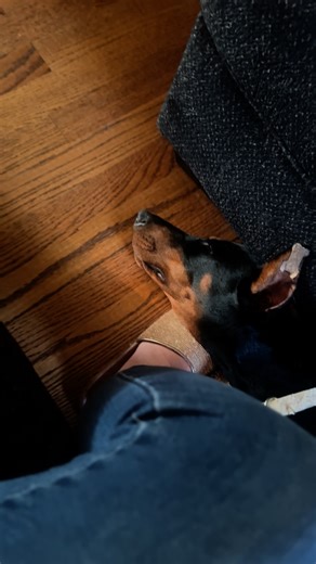 Raya Reign: from burp cloth bandit to sleeping on the clock 😴🐾 Some protector she is… Izzy might need to hire new security 😂 #BurpClothThief #SleepingOnTheJob #DobermanDrama | Campbell's Family Dobermans