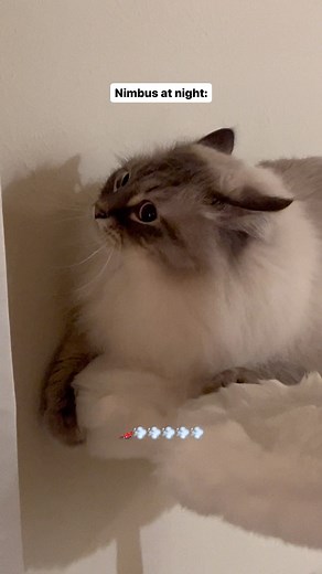 Nimbus ☁️ | Sleeping like he works 3 jobs and pays the bills around here . . #cat #siberiancat #nimbus #catsofinstagram #animals #pet #funnycats... | Instagram