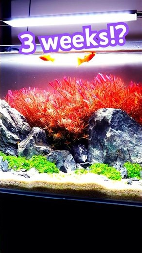 AMAZING RED Rotala in just 3 weeks?!