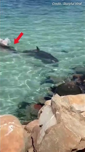 Defense Mechanism Of Dwarf Sperm Whale