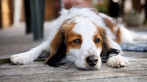 Canine calming products to keep your dog cool, calm and collected