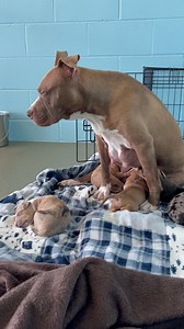 21K views · 1.5K reactions | ❤️❤️❤️RESCUED❤️❤️❤️ Lady Violet, a...