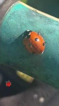 Did you know both male and female ladybugs have spots?