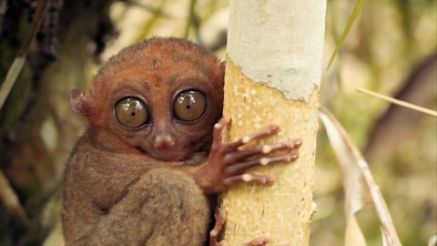 The Tarsier Up Close: Fascinating Footage of the Big Eyed Beauty