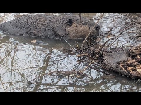 More Snare Lock Information. #billingsleybrandlures #trapper