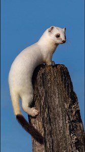 The stoat in winter — also called the ermine ❄️✨ This small predator is a master of seasonal fashion. In summer it wears a brown coat, but when winter comes, it turns completely white except for the tip of its tail, which stays black. Don’t be fooled by the cute looks — stoats are fierce hunters, able to take down prey much larger than themselves. #Stoat #Ermine #WildlifeReels #AnimalFacts #NatureWow | Discvr Blog