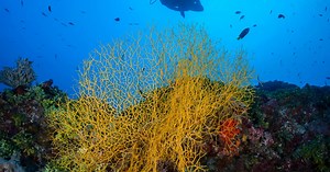 Scuba Diving in the Maldives | Best Dive Spots Maldives