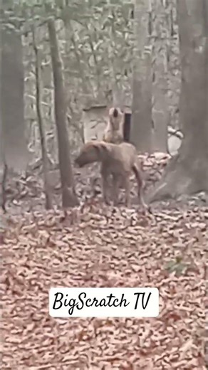 BigScratch TV The Woods