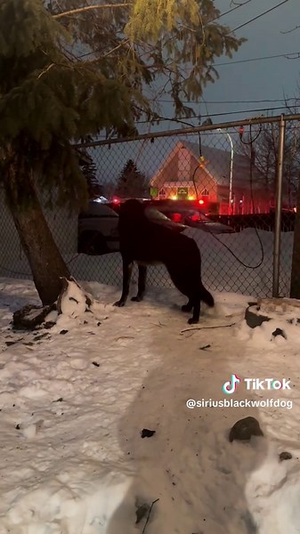 We live next to sirens…. All. the. time. Sirens… and my neighbors for the mostpart are very patient and sweet with us and our need to reply to all said sirens.❤️. #howlingwolf #howlingdog #howling #wolfdog #wolf #siriusblack #mrwolf #sirens #thecall #instinct #compelledtoact #reaction #urbanliving #wolves #fyou #fyp #🙏🏻 #concerned #gotta