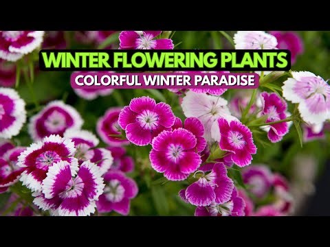 Top 10 Winter Flowering Plants