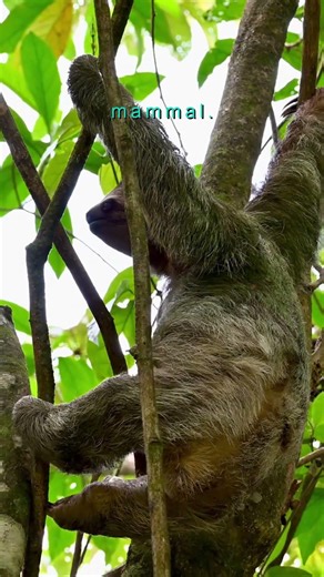 Sloths Lose 30% of Their Body Weight in a Single Bathroom Trip