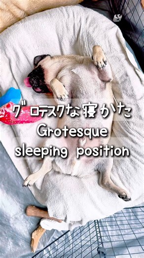 [PUG] 腹から エイリアンが出てきそう👽 (Alien coming out of your stomach?) #alien #エイリアン