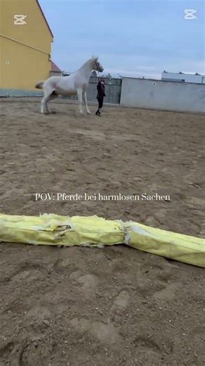 😂😭 #horse #equestrian #viral #pony #horseriding #riding #dressage #fail #funny