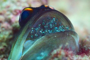 New Netflix Series Narrated by Barack Obama Explores the 'Mysterious' Creatures of Our Oceans
