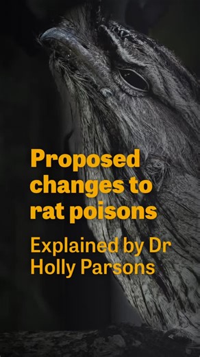 🚨 Missed the latest update on rat poisons that are killing wildlife like owls? Second-generation anticoagulant rodenticides (SGARs) don’t just kill rats — they poison native birds and predators up the food chain. Dr Holly Parsons breaks down what we know so far about the Australian Pesticides and Veterinary Medicines Authority’s (APVMA) proposed changes — and what they could mean for birds and wildlife. 💥 The only way to truly protect native birds is to permanently remove SGARs from public use