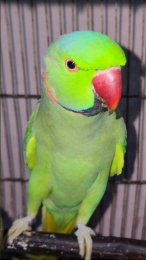 Talking parrot 💥🦜