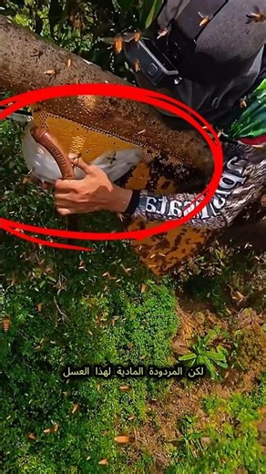 لن تصدق كيف يحصل هذا الرجل على أغلى عسل في العالم