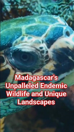 Madagascar - A Biodiversity Hotspot with Stunning Beaches and Marine Life #madagascar #africa