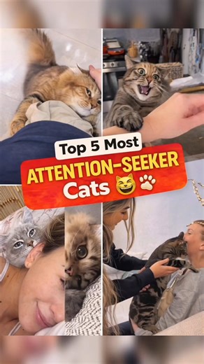 Top 5 Most Attention-Seeker Cats Ever 😹 | (They Won’t Leave You Alone)