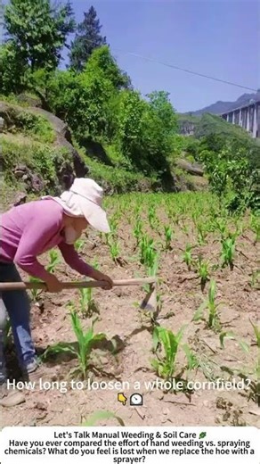 Weeding Corn with a Hoe – Loosen Soil, Bury Weeds, Boost Growth 🌽
