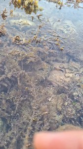 A puffer fish... | Tina Mondragon