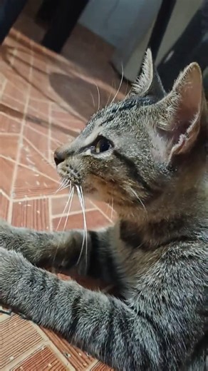 I disturbed my cat because he disturbed me earlier😙😽#shorts#animals#cat#gatos