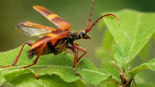 Ein winziges Tier bereitet sich in dieser Nahaufnahme auf den Abflug vor