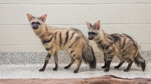 Pair of ‘rarely seen’ aardwolf pups join nursey at Nashville Zoo