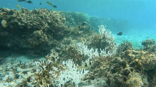 LOOK: Scientists find extensive bleaching, dead corals in Escoda Shoal