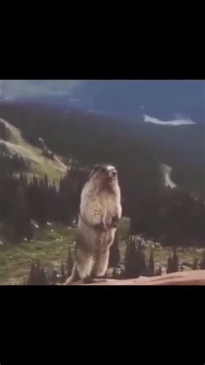 Scary Sound: Wild Boar Screaming! | Ужасающий крик кабана