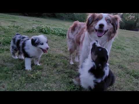 Sky Eyes - USA, Miniature American Shepherds. 2021, Puppies. 🐶🐾🐾🐾❤