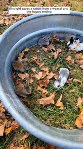 Kind girl saved a bunny from a weasel and the happy ending #rescue #animals #animalsoftiktok #rescueanimals #rabbit #bunny | We Love Dogs