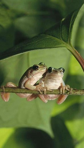The Oxygen Project on Instagram: "The word “amphibian” comes from the Greek words amphi, meaning “dual” or “both kinds,” and bio, meaning “life” — named as a reflection of their dual existence in water and on land. Starting as eggs encased in protective jelly, most amphibians slowly grow into fish-like larvae, breathing through gills and swimming with long tails. As they mature, legs sprout, lungs form, and the gills and tails disappear, allowing them to step into their life on land. Amphibians 