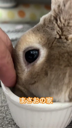 カリカリ🍚モグモグ🐰まさお