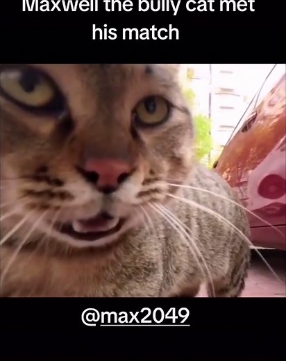 Maxwell the Cat Faces His Match in Hilarious Showdown