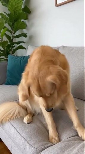Dog Falls Asleep SITTING UP and Takes a Tumble (Cutest Sleepy Dog!) #dog #funny