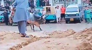 4.3K views · 82 reactions | Dangerous Bull Unloading  | Maweshipedia | Facebook