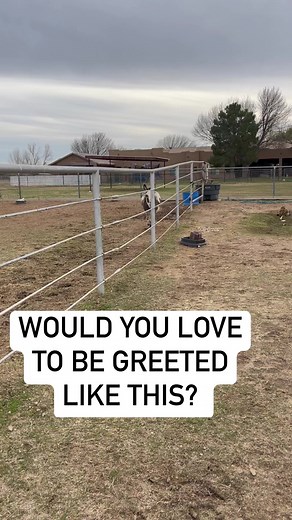 Lucy and pixie hear my voice even from inside the house and they start braying non stop! #Minidonkeys #donkeys #funny #animals #Lucy #pixie #babies #love | Christina Watts