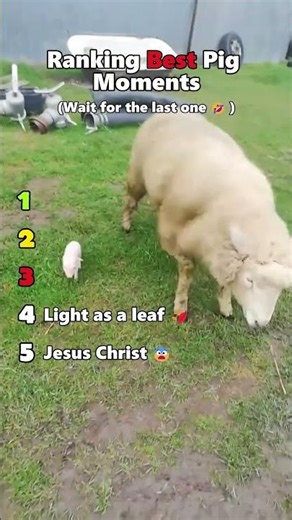 These pig clips are too good #funny #viral #shorts