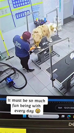 When the groomer meets drama king 🐶✂️ #dog #viral #puppy #pet #fypツ | Dogs of TikTok