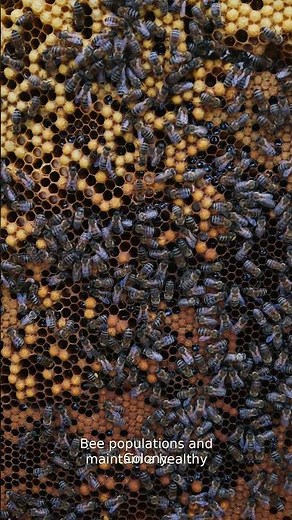 #Shorts Control Bee Populations for a Healthy Colony