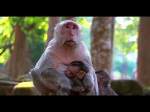 Intimate monkey moments in the wild | 8-minute pure nature ambiance (4k)