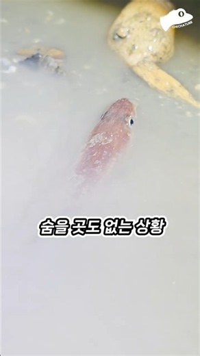 붕장어가 썰물에 갇혔습니다 | 물 빠진 서해 갯벌에서 발견한 바닷장어 구조
