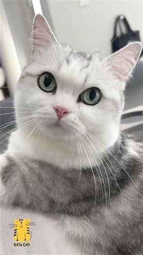 Funny Cat & Cute Kittens691😻 #shorts #kucing #kucinglucu #funny #pet #cat #foryou #viral #viralvideo