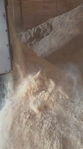 Unloading Sawdust from walking floor trailer. 4-2-26