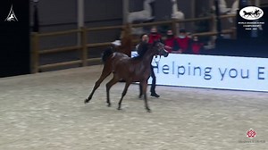 4.7K reactions · 254 shares | 磊 World Arabian Horse Championship 2021...