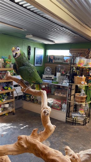 🟢🦜 Meet Oscar – A Gentle Soul with a Story Still Unfolding 🦜🟢Species: Orange Wing Amazon personality: Cautious, Quiet, and Worth Every MinuteSpecial Note: Working on hand trust – does not talkSay hello to Oscar, a handsome Blue-fronted Amazon with soulful eyes and a quiet spirit. Oscar is afraid of hands, and we’re working gently every day to help Oscar overcome that fear. Oscar is not aggressive—just unsure. With the right adopter, someone who understands that healing takes time and trust i