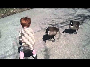 Canada Goose Attack